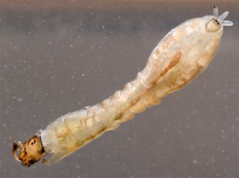 Suborder Nematocera Flashcards | Quizlet