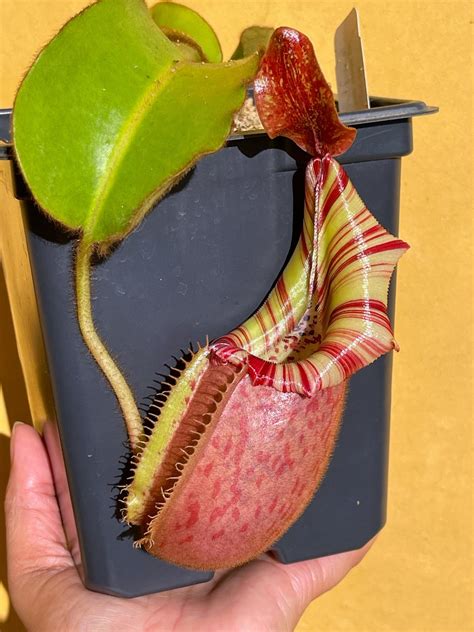 Fully opened Veitchii (A) : r/SavageGarden