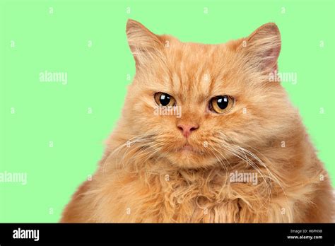 beautiful persian cat   green background stock photo alamy
