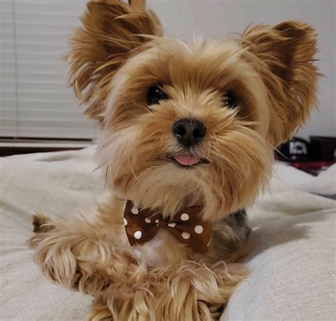 Meet Stuntman Mike, Our Favorite Instagram Famous Pup - Maple Grove ...