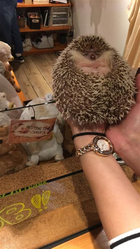 meet bob  worlds biggest hedgehog rabsoluteunits