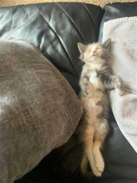 30 Heartwarming Moments Of People Sharing Their Beloved Pets