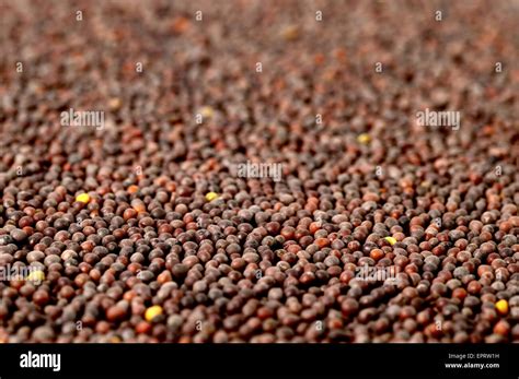 Brown Mustard Seeds Stock Photo - Alamy