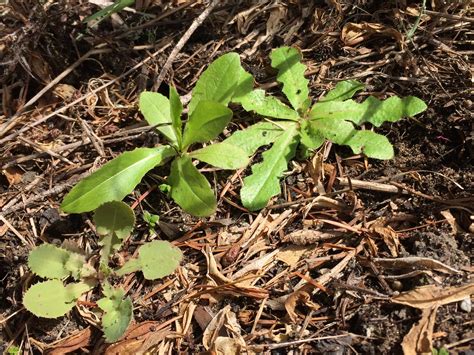 Foraging for Dandelions, Wild Lettuce, and Edible Wild Lookalikes