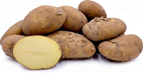 jersey royal potatoes information  facts