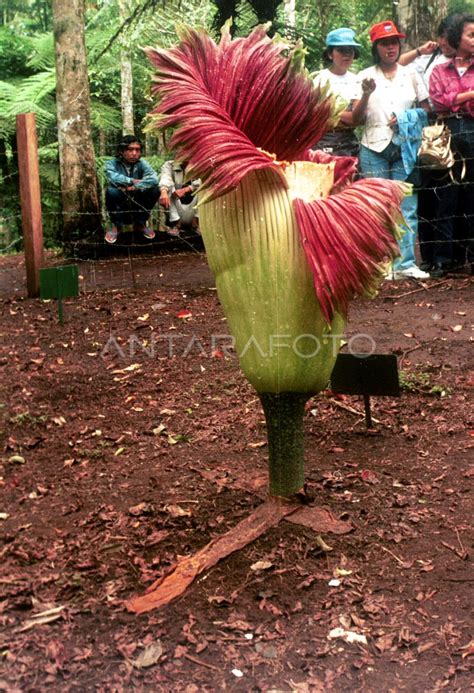 BUNGA BANGKAI DI KEBUN RAYA BEDUGUL | ANTARA Foto