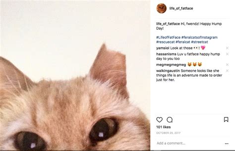 secret  enjoying  internet pretending    cat