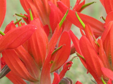 Scarlet Paintbrush – Between Urban and Wild