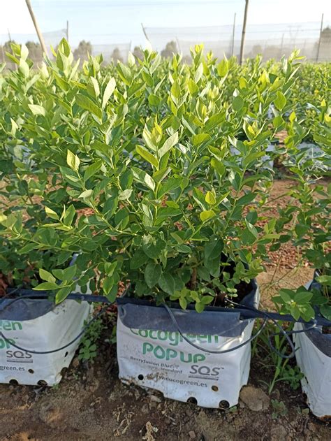 Blueberries Consulting XXV, Seminario internacional Blueberries Chile