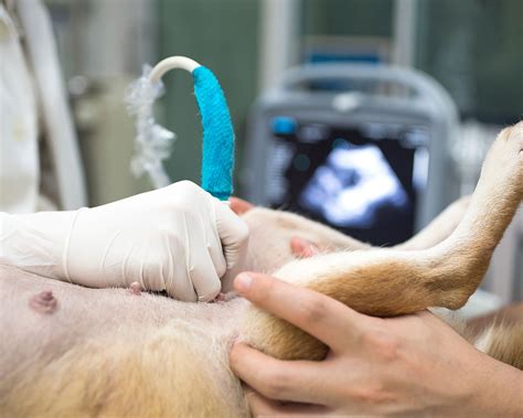 Pet Ultrasound In Big Spring, TX | Highland Animal Hospital