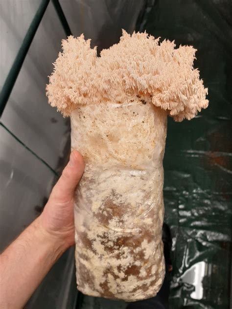 Advanced Mushroom Grow Kit - Pekepekekiore – The Mushroom Smith