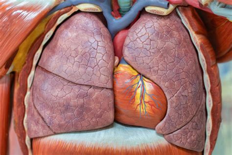 Onde Fica O Pulmão Nas Costas - Pulmão: Anatomia, traqueia, circulação pulmonar