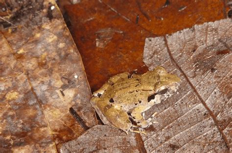 Scientists find smallest-ever fanged frog species in Southeast Asia