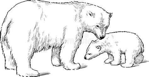 White bear cubs stock vector. Illustration of bear, cold - 37753140