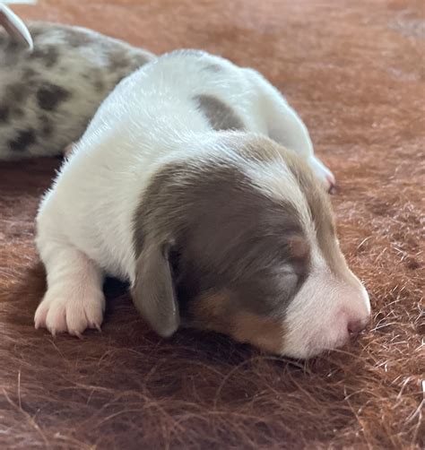 Mini Dachshund - Glen Innes - PetsForHomes