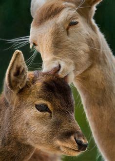 230 Animal Kisses ideas | animals kissing, cute animals, animals beautiful