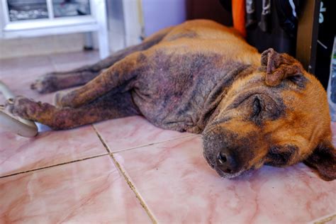 common skin issues  dogs vet reviewed facts characteristics