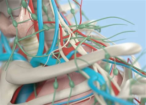 images shoulder anatomy human shoulder anatomy model stock photo