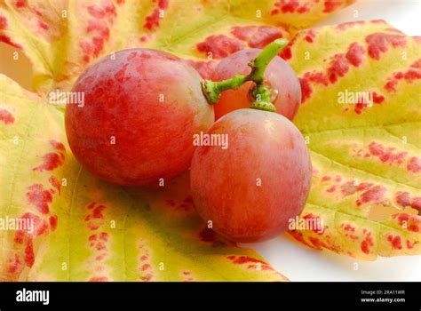 Grapes 'Red Globe (Vitis vinifera Stock Photo - Alamy