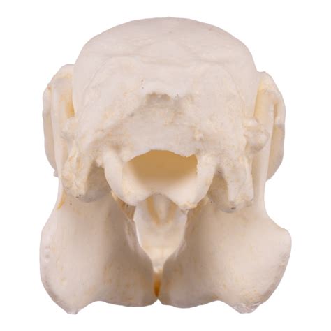 Replica Cottontail Rabbit Skull For Sale — Skulls Unlimited