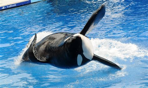 tilikum seaworld death