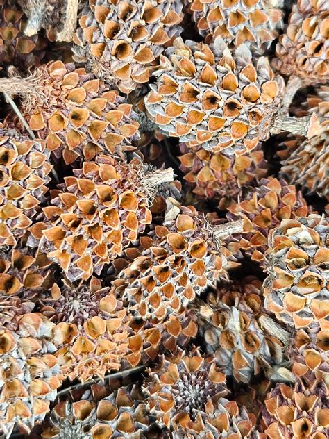 Self driving delivery pods will soon depart from the Coles Casuarina 24