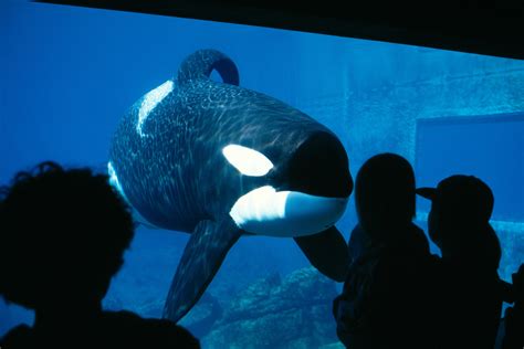 Keiko's Legacy, 30 Years after Free Willy | Portland Monthly