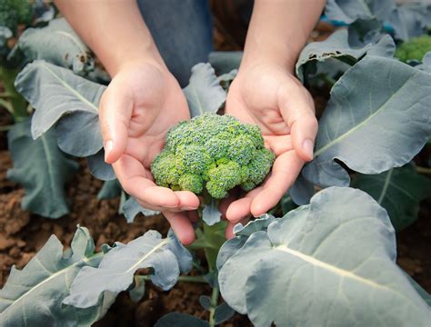 Broccoli Garden Tips at Joel Norris blog
