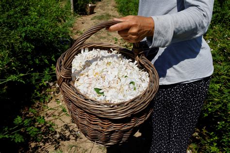 Chanel buys up more jasmine fields to safeguard No.5 perfume | Toronto Sun