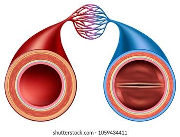 Artery Vein Structure Comparison Concept Human Stock Illustration ...