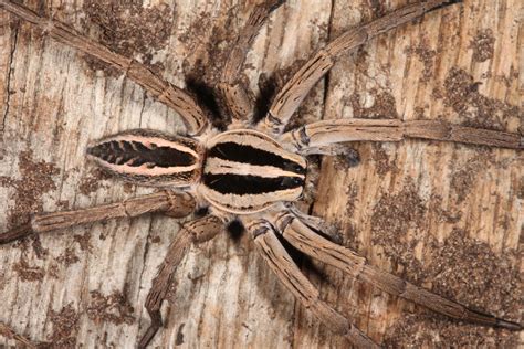 Free photo: Wolf Spider - Arachnid, Bite, Black - Free Download - Jooinn