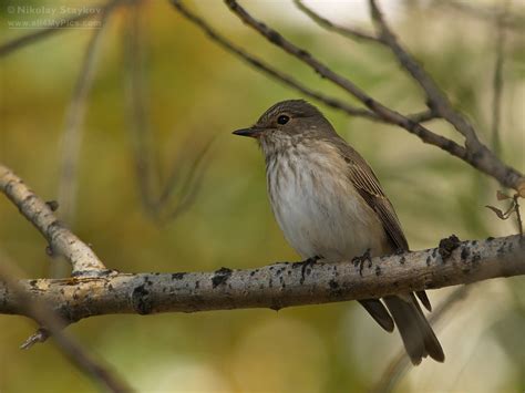 Сива мухоловка (Muscicappa striata) – Birds Photographer – Nikolay ...