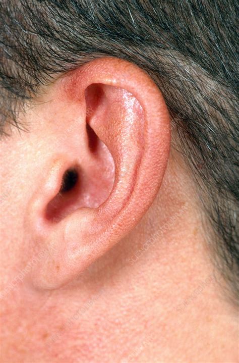 mans ear stock image  science photo library