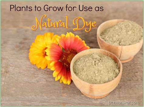 green dye  plants  melinda hawthorne blog