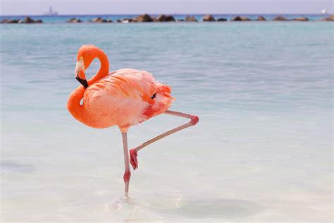 Aruba Flamingo Island