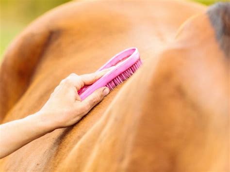 Como Selar Um Cavalo - Como Colocar Sela no Cavalo: Guia Prático e Detalhado