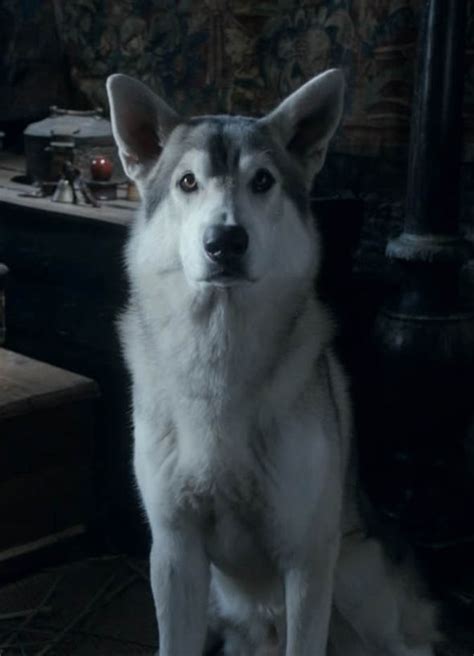 Game of Thrones season 7: What is a direwolf? What are the Stark’s ...