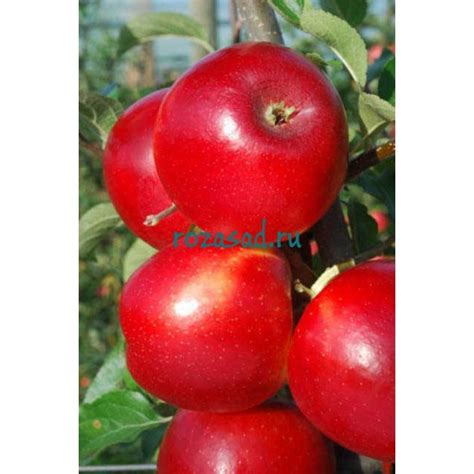 Crimson Crisp