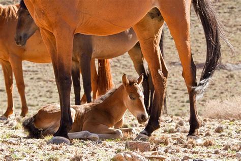 The Wild Horses of Namibia | Horses, Wild horses, Namibia