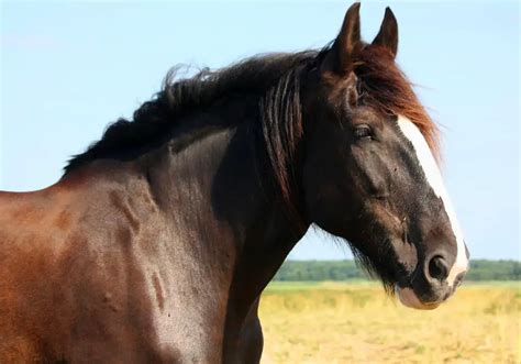 Shire Horse For - Home Interior Design