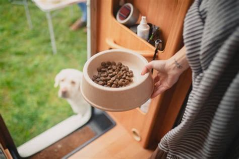 how to keep flies away from dog food