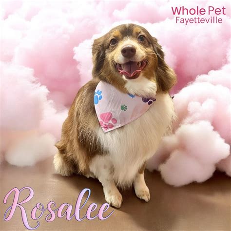 Whole Pet-Fayetteville | Fayetteville AR