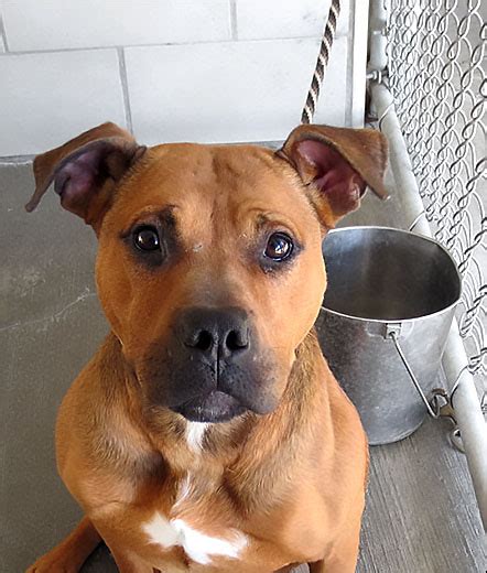 Bradford County Humane Society - Dog & Cat Rescue facility in PA