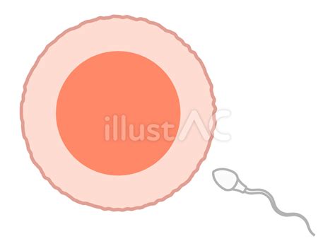 精子と卵子イラスト - No: 25486433｜無料イラスト・フリー素材なら「イラストAC」
