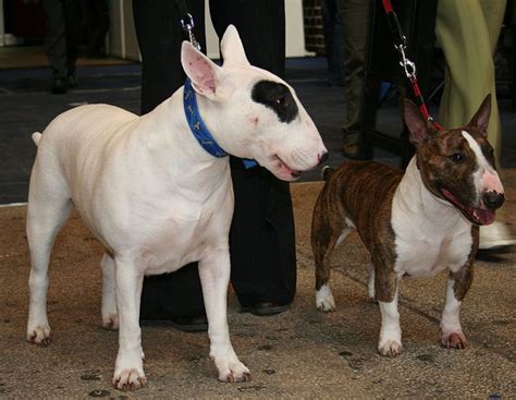 What Are The Different Types Of Bull Terriers