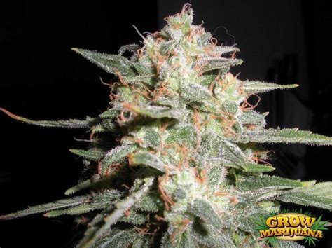 Big Bang Seeds - Strain Review | Grow-Marijuana.com