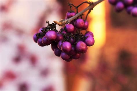 Wild Berries Fruit Red - Free photo on Pixabay - Pixabay