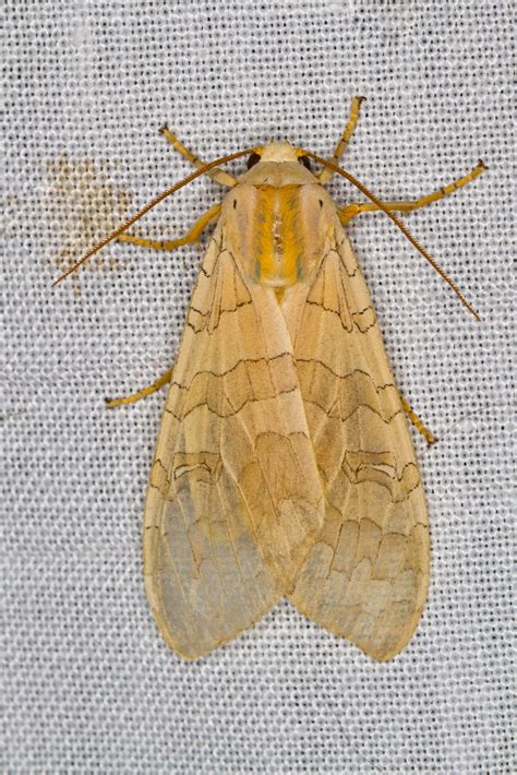 Poisonous Caterpillars in New York?!