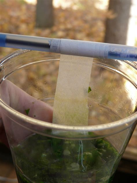 Why Do Leaves Change Colors? A Science Experiment with Kids - Celebrate