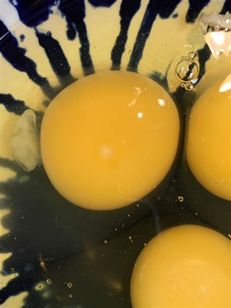 how to tell if eggs are fertilized 1